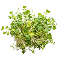 Broccoli Sprouts (Whole)